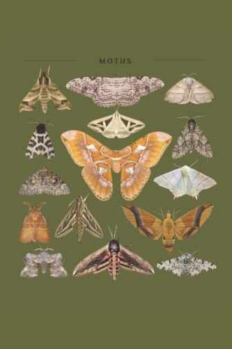 Moths Notizbuch: Motte Notizbuch | 6x9 Zoll DIN A5 | 120 Seiten Punktraster | Nachtfalter Notizheft | Motten Tagebuch | Nachtpfauenauge Schreibheft | Insekten Geschenk