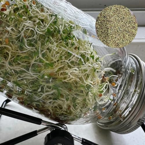 1000 pz Semi di germogli di erba medica Piantare semi, regali per gli amanti del giardinaggio Semi di germogli di erba medica biologica, Semi di ortaggi, semi di germogli di erba medica