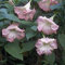 5 Semi di Pink Delight Brugmansia 3423