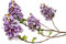 Paulownia -Elongata- 250 Samen -Winterhart/Robust & Schnell Wachsend-