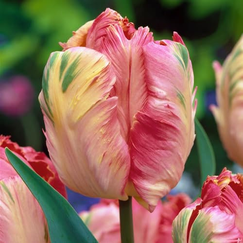 Plant in a Box - Tulipa Apricot Parrot - Tulpenzwiebeln x14 - Blumenzwiebeln für Garten, Terrasse oder Balkon