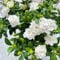 Gardenia Pflanze Samen, winterharte pflanzen für garten Gardenien Samen, Gardenia jasminoides, alte sorten saatgut seltene pflanzen balkonpflanzen winterhart blühende sträucher 50pcs