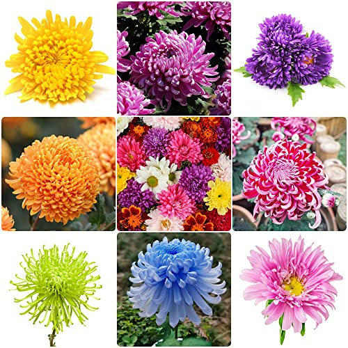 200 Pezzi Semi di crisantemo Piante rustiche Fiori di crisantemo Semi di fiori Semi di piante Mix Fiore Prato di fiori Semi di fiori selvatici Giardino perenne Balcone Fiori di prato