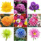 200 Pezzi Semi di crisantemo Piante rustiche Fiori di crisantemo Semi di fiori Semi di piante Mix Fiore Prato di fiori Semi di fiori selvatici Giardino perenne Balcone Fiori di prato