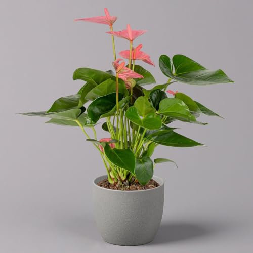 Flamingoblume 'Pink Champion', pink, Topf-Ø 12 cm, Höhe ca. 35 cm,