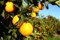 Florida Orangenbaum (10 Samen) frische Ernte in dieser Saison aus meinem Garten