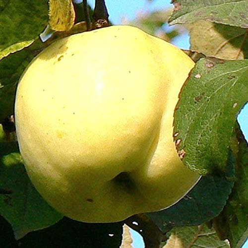 Apfel Antonovka, alte Apfelsorte, Herbstapfel, Apfelbaum ca.150/170 cm. C5, Яблоня Антоновка