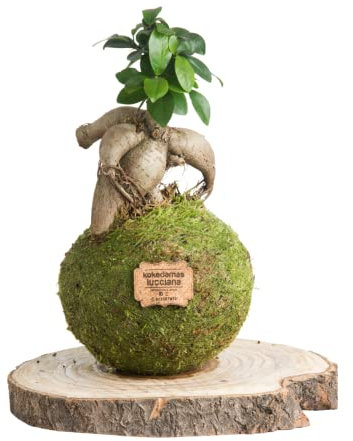 Kokedama Ficus Ginseng Natural - Kokedama Interior | Bola de Musgo Vivo | Planta Natural | Planta Interior | Decoración Hogar | Fácil Cuidado y Mantenimiento