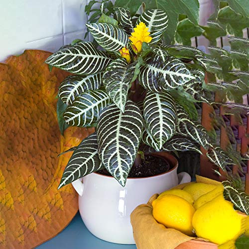 Premium Aphelandra Green | Colourful Evergreen 25-35cm Potted Zebra Plant