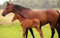 LHJOY Riesenpuzzle 3D Puzzle 1000 Teile Colt Bay 75X50Cm