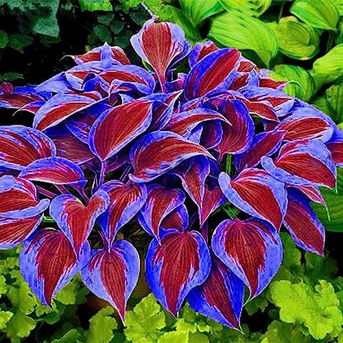 Luojuny Semi di Hosta, 200 Pz/borsa Semi di Hosta Decorativo fai-da-te Attraente Colore misto Profumato Hosta Plantaginea Semi di bonsai per esterno Viola Semi di hosta