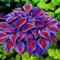 Luojuny Semi di Hosta, 200 Pz/borsa Semi di Hosta Decorativo fai-da-te Attraente Colore misto Profumato Hosta Plantaginea Semi di bonsai per esterno Viola Semi di hosta