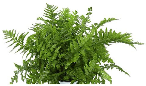Echter oder Heimischer Wurmfarn 'Mexica', Dryopteris filix-mas - winterhart, im Topf 12 cm, in Gärtnerqualität von Blumen Eber - 12 cm, FARWUR001