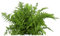 Echter oder Heimischer Wurmfarn 'Mexica', Dryopteris filix-mas - winterhart, im Topf 12 cm, in Gärtnerqualität von Blumen Eber - 12 cm, FARWUR001