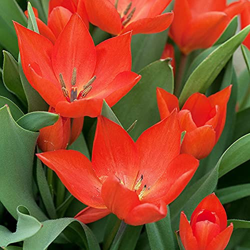 10 x Tulip Showwinner – RHS Award Recipient – Perennial – Comes Back Year After Year – Bright Scarlet Flowers – Striking Cultivar – for Your Beautiful Garden