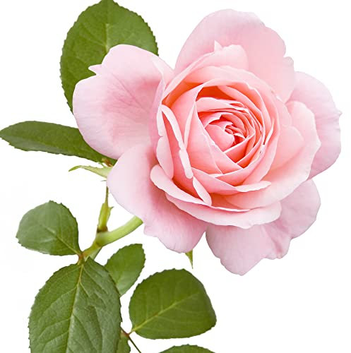 Rose Plants, Hybrid Tea 'Amazing Grace', 1 x Full Plant in 5L Pot, Rose Plant, Garden Flowers, Roses, Garden Ready, Premium Quality Roses