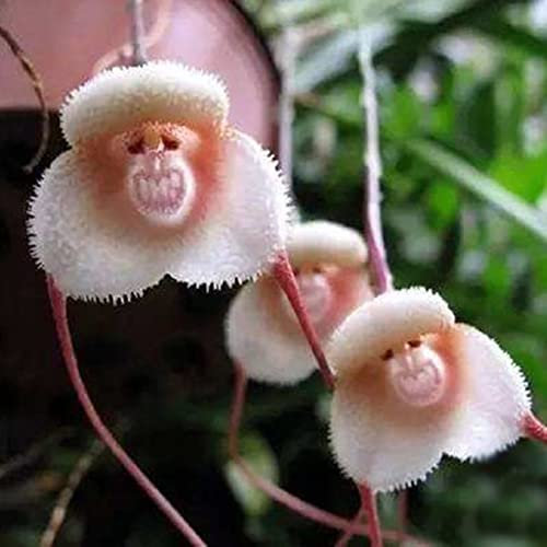 Saterkali Semi di orchidea rara faccia di scimmia, 20 pezzi adorabile rara faccia di scimmia semi di orchidea pianta da giardino fiore decorazione bonsai Semi di orchidea faccia di scimmia