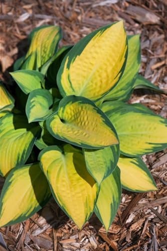 Funkie 'Orange Marmalade' im Topf Hosta fortunei Bodendecker winterhart