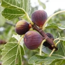 Frucht-Feige Rouge de Bordeaux groß, 1 Pflanze, Ficus carica Feigenbaum winterhart (bis minus 15 °), pflegeleicht, für Standort in der Sonne geeignet