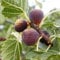 Frucht-Feige Rouge de Bordeaux groß, 1 Pflanze, Ficus carica Feigenbaum winterhart (bis minus 15 °), pflegeleicht, für Standort in der Sonne geeignet