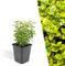 Plants by Frank | 6 Gelbe Spindelstrauch Pflanzen | Euonymus fortunei 'Emerald 'n Gold' | Bodendecker winterhart mehrjährig | Pflanzen für Garten | Stauden winterhart mehrjährig