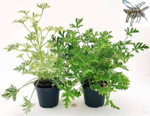 POWERS TO FLOWERS - GERANIO ODOROSO ANTINZANZARE A FOGLIA VARIEGATA e VERDE, 2 PIANTE, VASO 12cm, piante vere