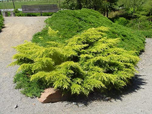 Ginepro tappezzante Juniperus x media Gold Star pianta in vaso bio ø8 cm