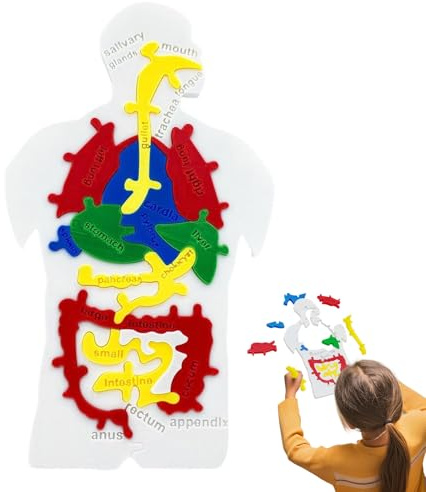demaxiyad Puzzle, Modell des menschlichen Körpers, Puzzle mit menschlichem Verdauungssystem – Lernspiel für und Jugendliche zur Hand-Augen-Koordination