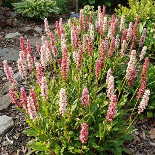 Bloomique - 3er - Set - Knöterich 'Darjeeling Red' - Reichblühend - Winterhart - Mehrjährig - Höhe 10-20 cm - Topf 9 cm