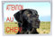 CRAZY FAMILY SHOP Plaque Attention AUX Chiens Labrador Nero à Poser sur Le Portail Mesure 30 x 21,5 cm
