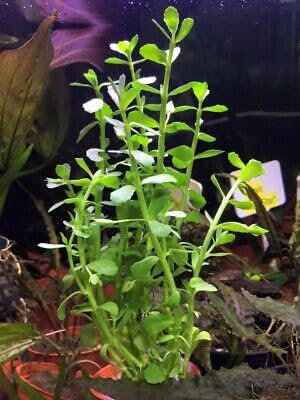 Bacopa monnieri plante aquarium oxygénantes