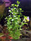 Bacopa monnieri plante aquarium oxygénantes