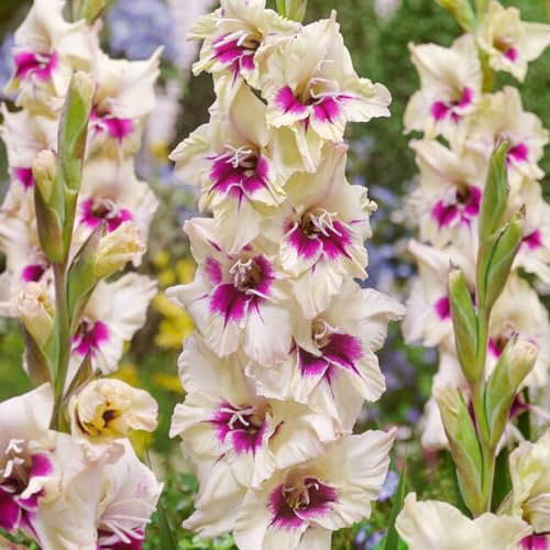 Gladiolus Plant Gladiolus Bulbs UK, Gladiolus Flower Plant Bulbs,Wedding Flowers,Hardy Perennial,Garden Flowers-5bulbs-c