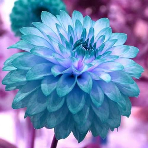 Brillantes Dahlien-Rhizom, Überraschend wachsend, Winterhart Mehrjährig, Geeignet für Frühling und Herbst, Kein Gießen Erforderlich, Pflegeleicht-6 Rhizom-G