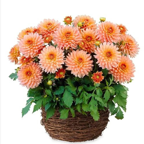 Winterhartes,Natürlich,Dahlienzwiebeln,Dahlia Pompon,Dahlien Knollen Winterhart MehrjäHrig,Dahlien Knollen Groß,Winterharte Zwiebeln,Seltene Pflanzen-10 Knollen-E