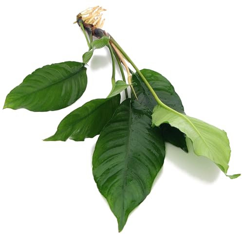 K2AQUA Anubias Heterophylla XL 20-30 cm Live Aquarium Plant Easy Care Low Light Low Maintenance Midground Background Freshwater Tropical Tank Plants Natural Decoration