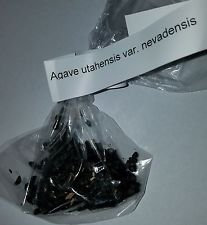 AGAVE utahensis var. Nevadensis 15 SEEDS