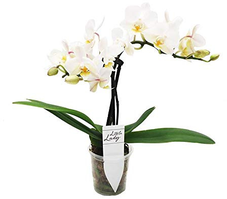 Orquídea Phalaenopsis Mini en Maceta Colores Surtidos Planta Decorativa y Ornamental