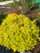 10 x Spiraea japonica 'Golden Princess' (Gehölz/Heckenpflanze/Winterhart/Mehrjährig/Bodendecker) Gelbe Zwergspiere - Goldgelbes Laub trifft zarte Blütenpracht - Blühende Hecke - von Stauden Gänge