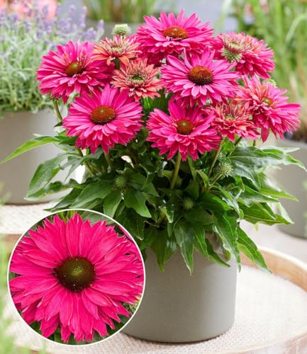 BALDUR Garten 1x Echinacea 'SunSeekers® Sweet Fuchsia', große Blüten | Pflanze im 9x9 cm-Topf, reich blühende Blüten in Fuchsia-Tönen, mehrjährig, winterhart & pflegeleicht