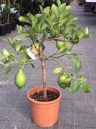 Limone nano, Pianta in Vaso ø 20 cm, Pianta Agrumi di Sicilia, Vivaio di Castelletto