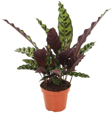 Calathea Insignis - Korbmarante - Zimmerpflanze - Ø12cm - ↑50cm