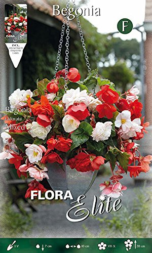 BULBI PRIMAVERILI BEGONIA ODORATA MIX COLORI CONFEZIONE DA 3 BULBI BULBS