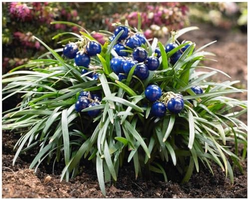 50 x Ophiopogon japonicus 'Nana' (Ziergras/Staude/Winterhart/Mehrjährig/Bodendecker/Immergrün) Zwerg Schlangenbart - Kompakte Schönheit für stilvolle Flächen - Japangarten - von Stauden Gänge