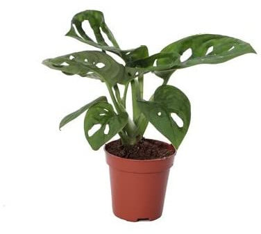 Mini Monstera DECOALIVE Planta de Interior Natural Monstera Obliqua