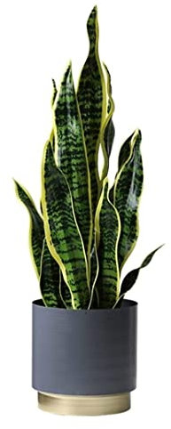 Kunstpflanze 25,9-Zoll-Sansevieria-künstlicher Baum Mit Pflanzgefäß, Modernes Dekor, Künstliche Pflanze, Gefälschter Baum Für Büro-Gartenhaus Künstliche Pflanzen (Color : A)