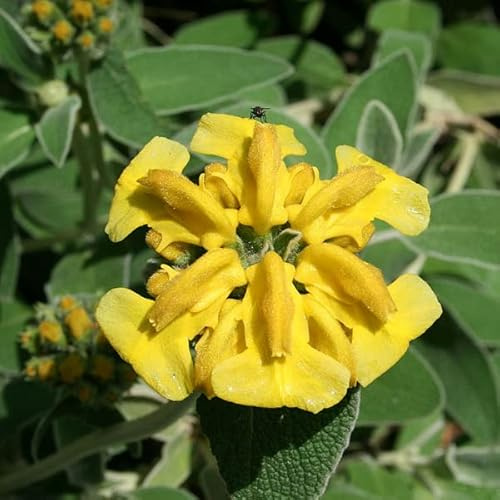 6 x Brandkraut - Phlomis Fruticosa Topf 9x9cm: Sonnige Standorte mit exotischen Blüten gestalten