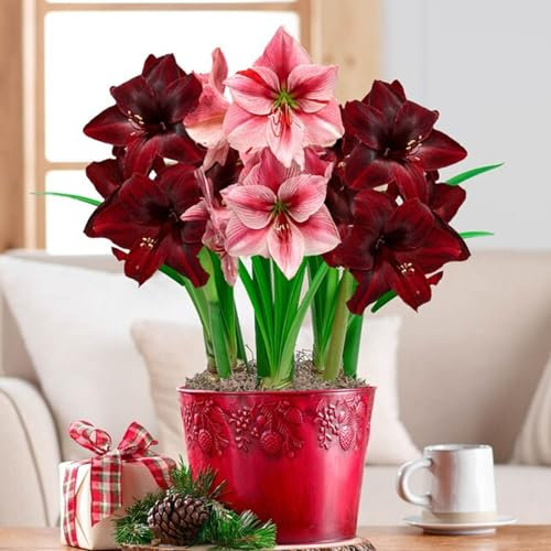 Winterhartes Pflanze,Natürlich,Gefülltblütige Amaryllis,Winterharte Zwiebeln,Schnellwüchsig,Lebende Pflanzen,Selten,Winterhartes,Amaryllis zwiebeln-2 Zwiebeln-B
