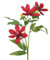 TVIVID Künstlicher Clematis-Zweig für Kränze, Blumensträuße, Ansteckblumen, echte Haptik, künstliche Clemastis