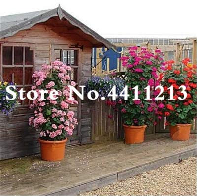 Generic Fresh 50 Stück Klettergeranie Blumensamen zum Pflanzen Mischfarbe 1